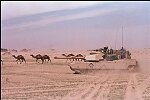 The Big Red One shares the desert with camels on a mechanized march inside Iraq during Operation Desert Storm. March 21, 1991