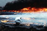 Al Ahmadi oilfields where wells set on fire by retreating Iraqi troops burn out of control. Michael Bailey takes samples for environmental testing. The skies are black wit soot.