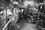 The Farm & Garden Nursery at Church and White Streets, Tribeca, 9/1975 NYC<br>SN 0766-20<br>SWN