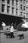 Tribeca pioneers walk their dog past a building under renovation on Harrison Street, 9/1975<br>SN 0768-1<br>SWN