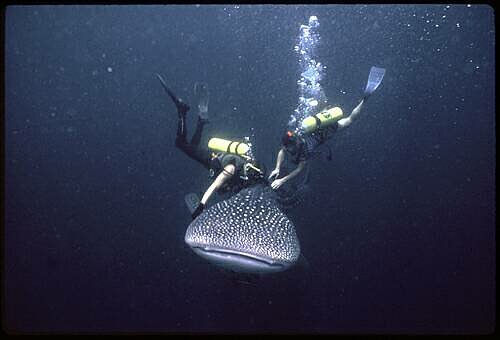 Whale Shark Thailand.jpg