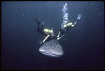 Whale Shark and divers, Andaman Sea, Koh Pi Pi, Thailand 1986